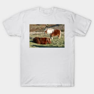 Dartmoor Ponies T-Shirt